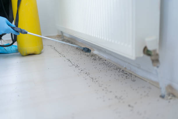 Wasp Removal Services in Eufaula, OK